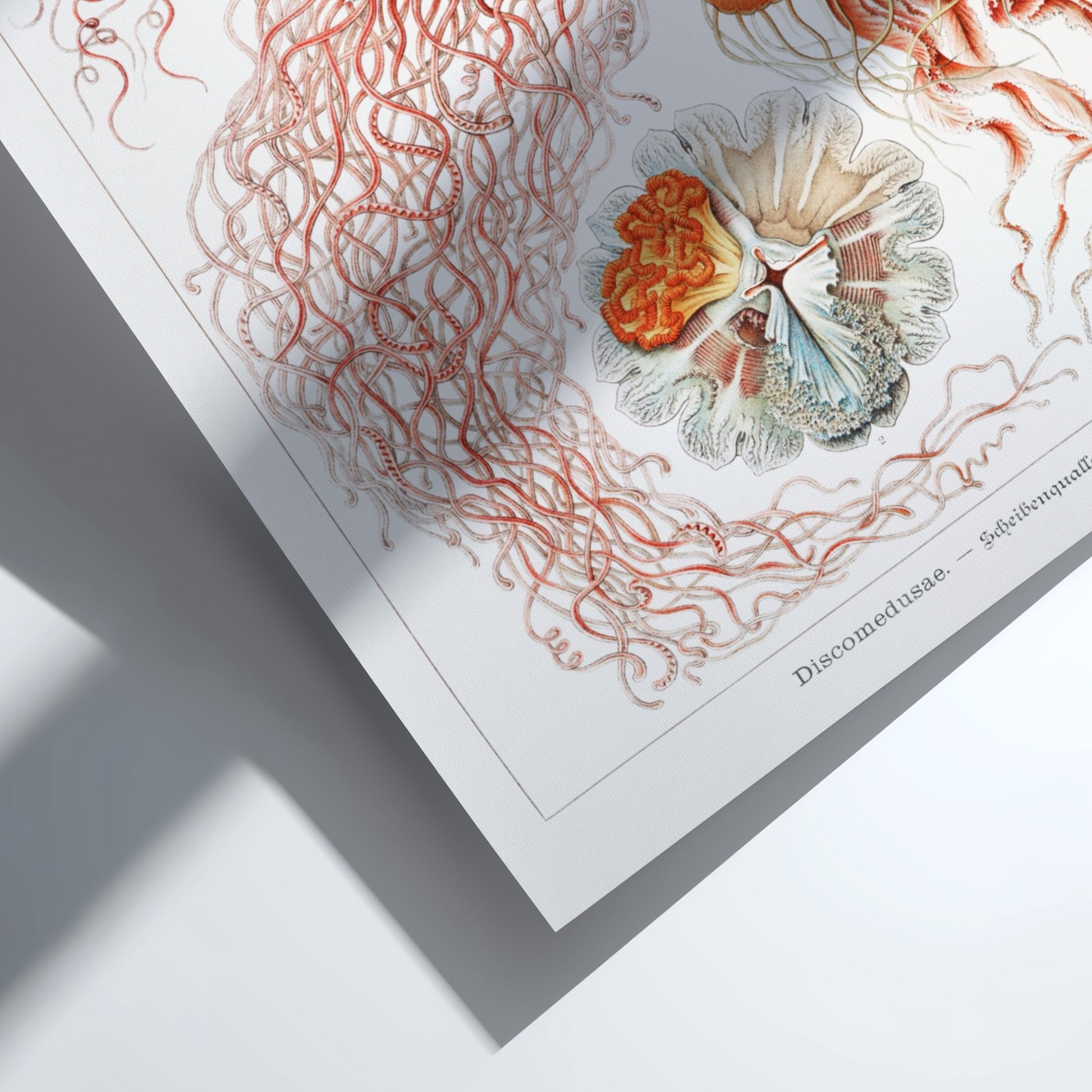 Vintage jellyfish art print, scientific illustration of Discomedusae, natural history poster.