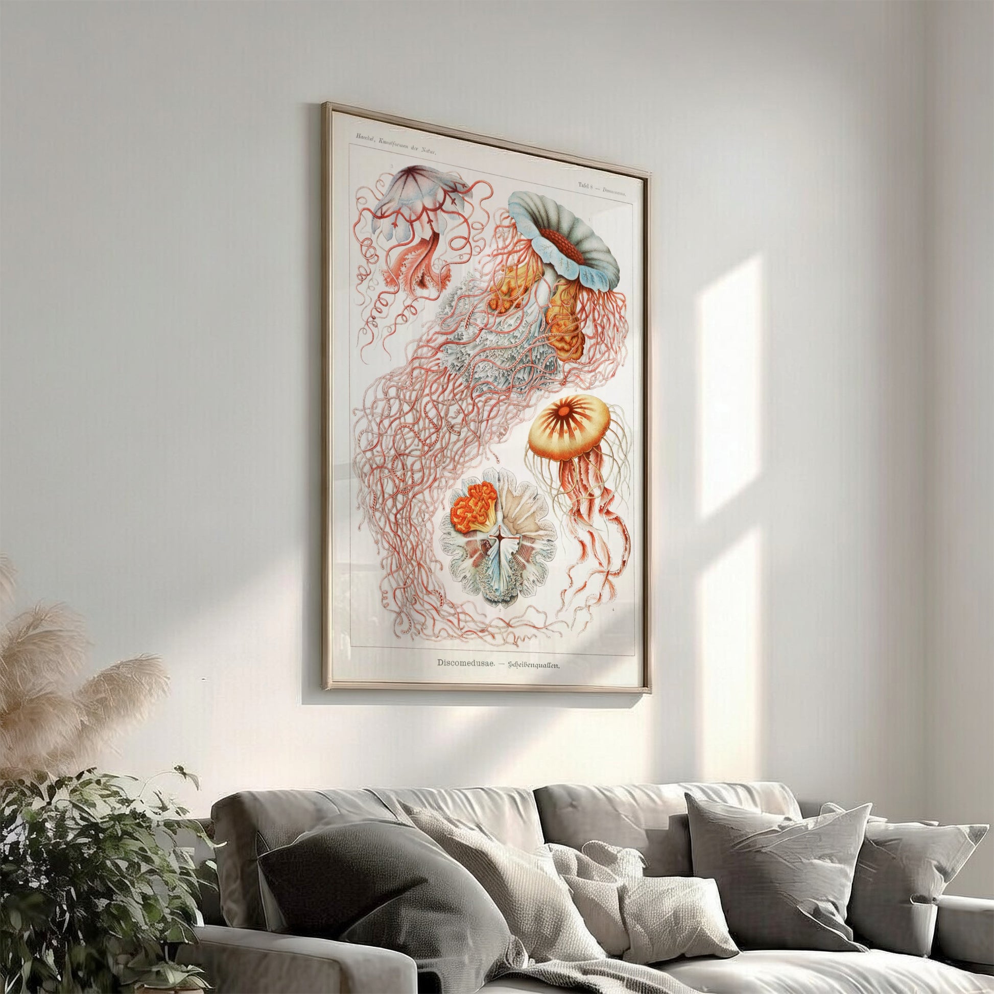 Vintage jellyfish art print, scientific illustration of Discomedusae, natural history poster.