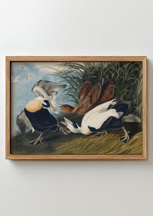 Eider Duck art poster featuring detailed birds in natural colors, perfect for nature-themed wall decor.