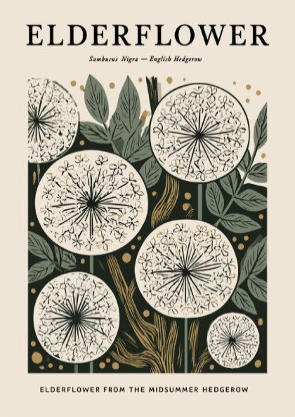 Elderflower kitchen poster featuring delicate blooms and earthy tones, perfect for botanical decor.