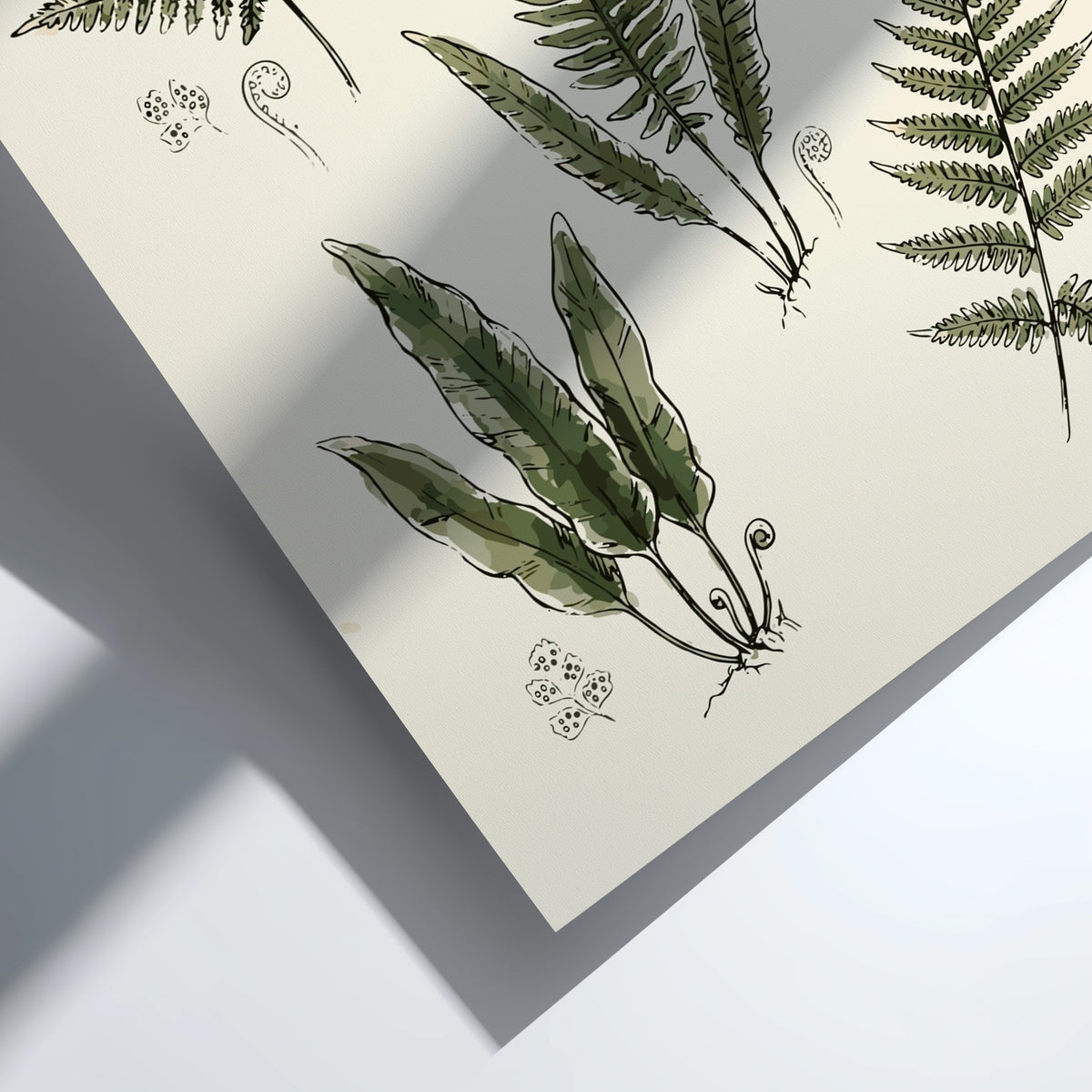 Poster featuring five detailed green fern illustrations on a cream background with fiddlehead sprouts.