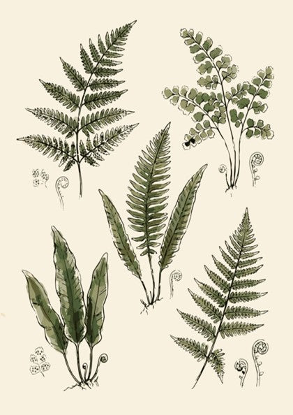 Poster featuring five detailed green fern illustrations on a cream background with fiddlehead sprouts.