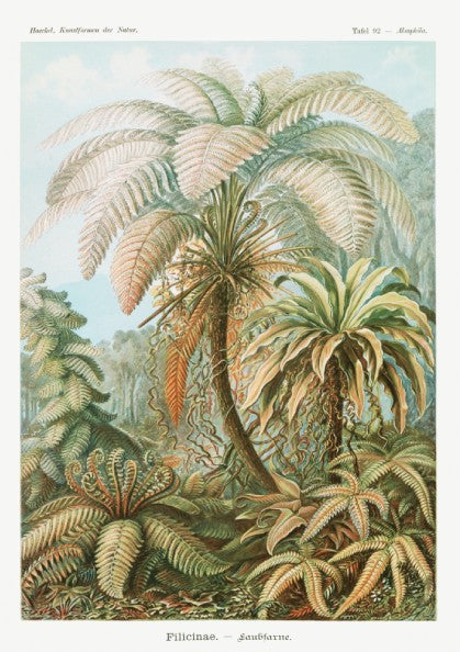 Famous art poster featuring a vintage botanical illustration of various ferns and palm-like plants in earthy