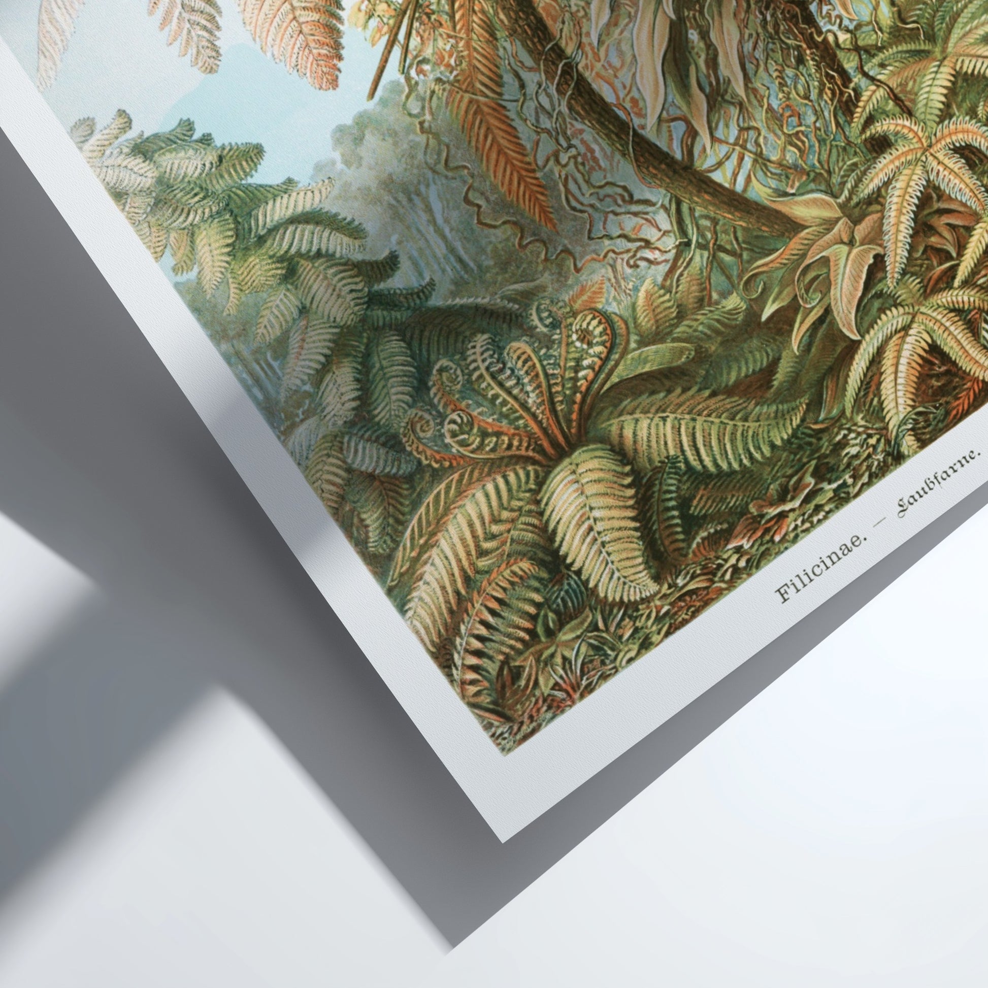 Famous art poster featuring a vintage botanical illustration of various ferns and palm-like plants in earthy