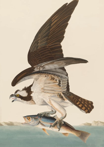 Osprey art poster featuring a bird in flight with a fish, vintage style, nature wall decor