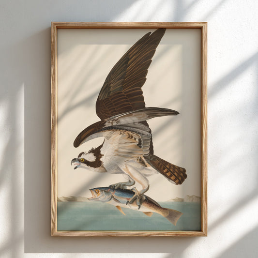 Osprey art poster featuring a bird in flight with a fish, vintage style, nature wall decor