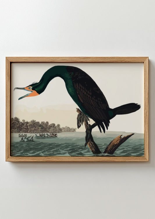 Florida cormorant poster featuring vintage bird art in rich colors and detailed design