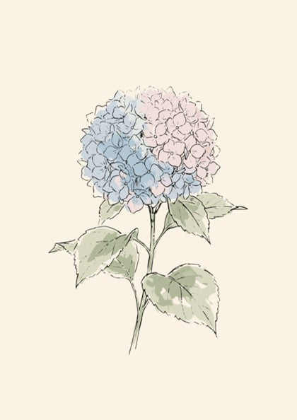 Hydrangea botanical illustration poster featuring soft blue and pink petals on a cream background.