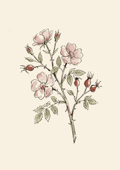 Botanical poster featuring delicate wild rose flowers and rosehips in soft watercolour and ink.