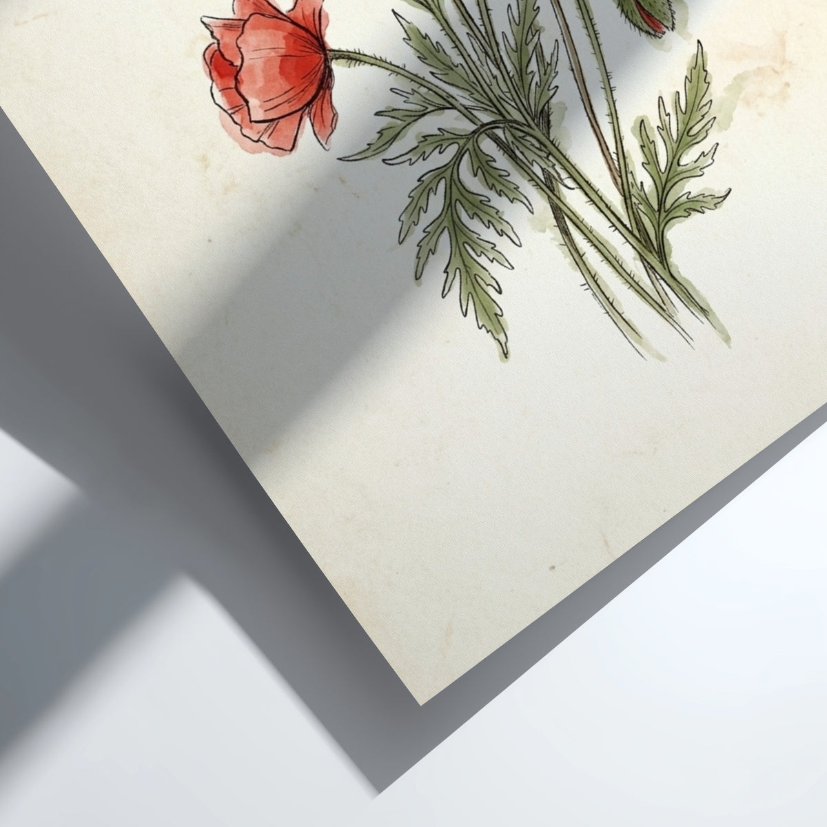 Poster featuring red poppies and seed pods illustrated in a delicate vintage botanical style.