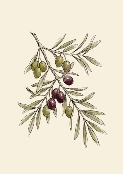 Poster featuring a detailed olive branch with green and dark purple olives on cream.