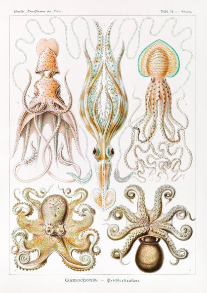 Vintage art poster of Ernst Haeckel's scientific illustrations of various sea creatures, including octopuses