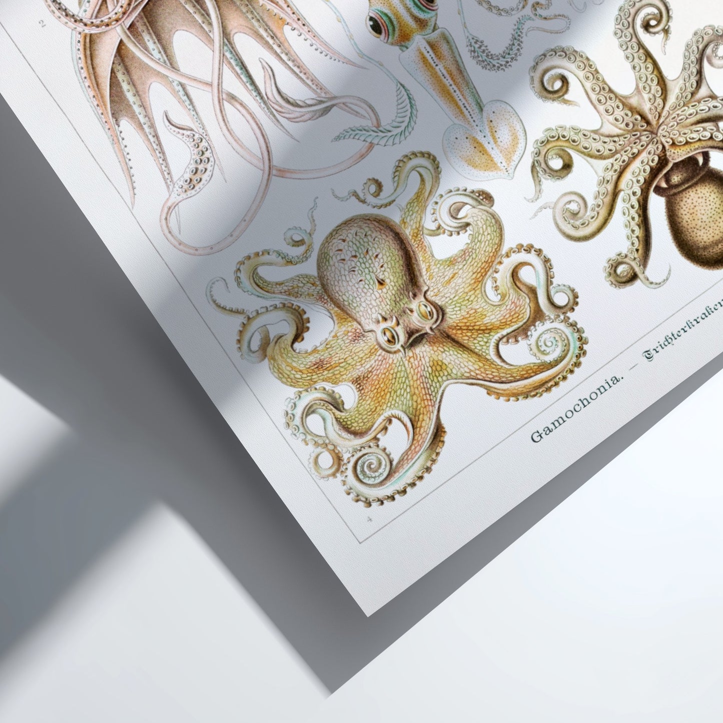 Vintage art poster of Ernst Haeckel's scientific illustrations of various sea creatures, including octopuses