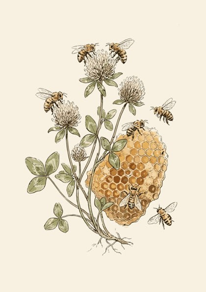 Botanical poster featuring detailed honeybees and clover flowers with a honeycomb on cream background