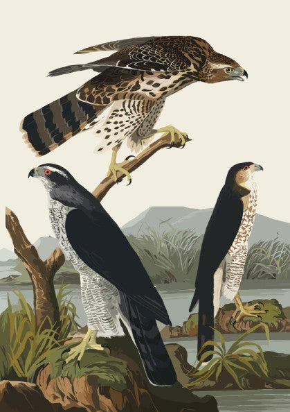 Goshawk and Stanley Hawk poster featuring vintage bird art with natural colors and serene landscape.
