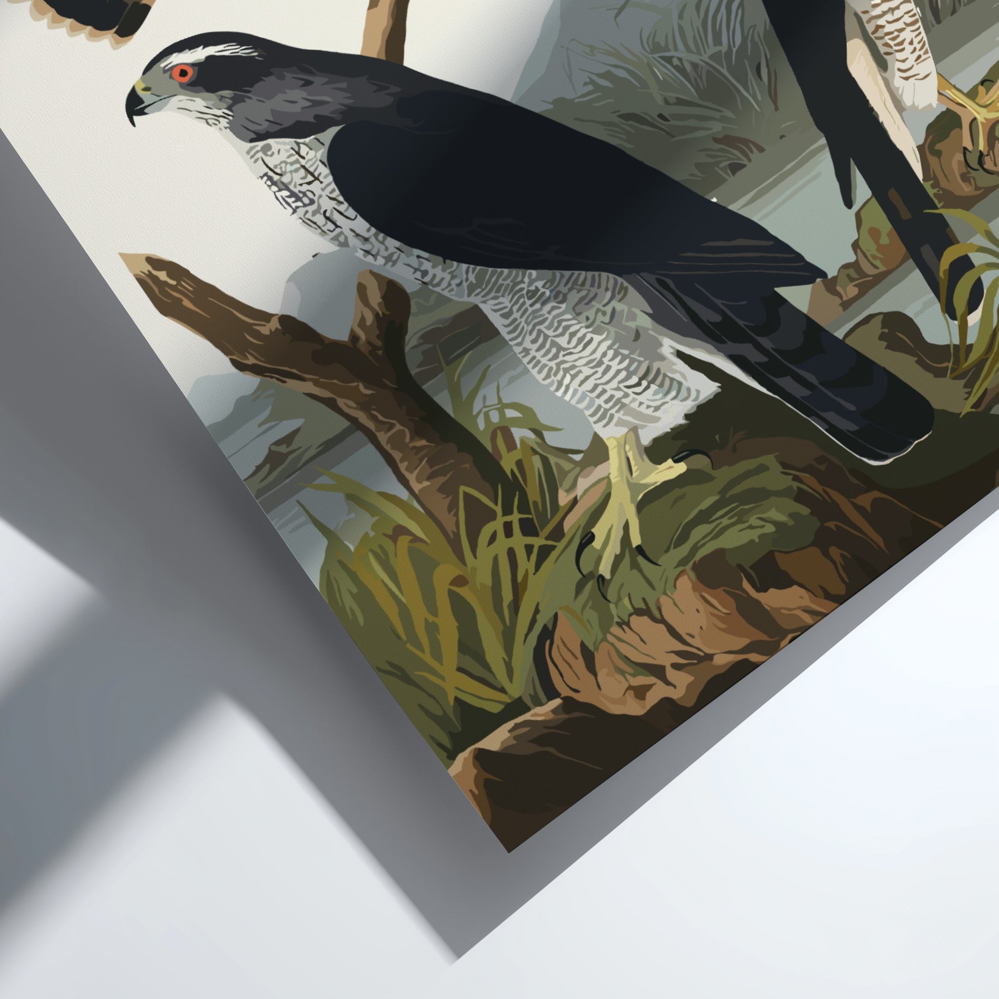 Goshawk and Stanley Hawk poster featuring vintage bird art with natural colors and serene landscape.