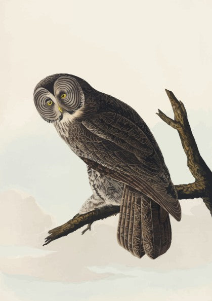 Great Cinereous Owl poster featuring vintage bird art with intricate details and natural colors