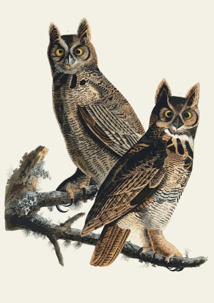 Great Horned Owl art poster featuring vintage style, intricate details, and natural colors for wildlife decor