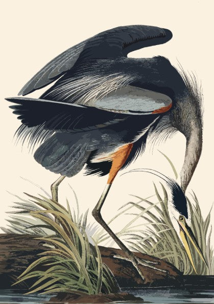 Great Blue Heron poster featuring detailed bird illustration in natural colors, perfect for nature art lovers.