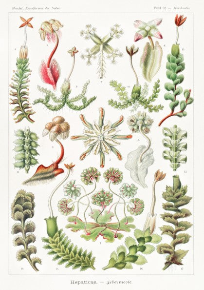 Vintage botanical art poster featuring Ernst Haeckel's detailed illustration of various liverwort species in