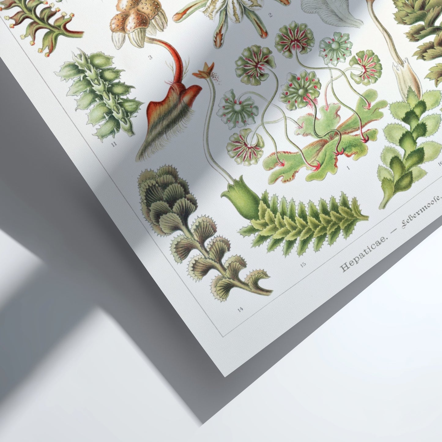 Vintage botanical art poster featuring Ernst Haeckel's detailed illustration of various liverwort species in