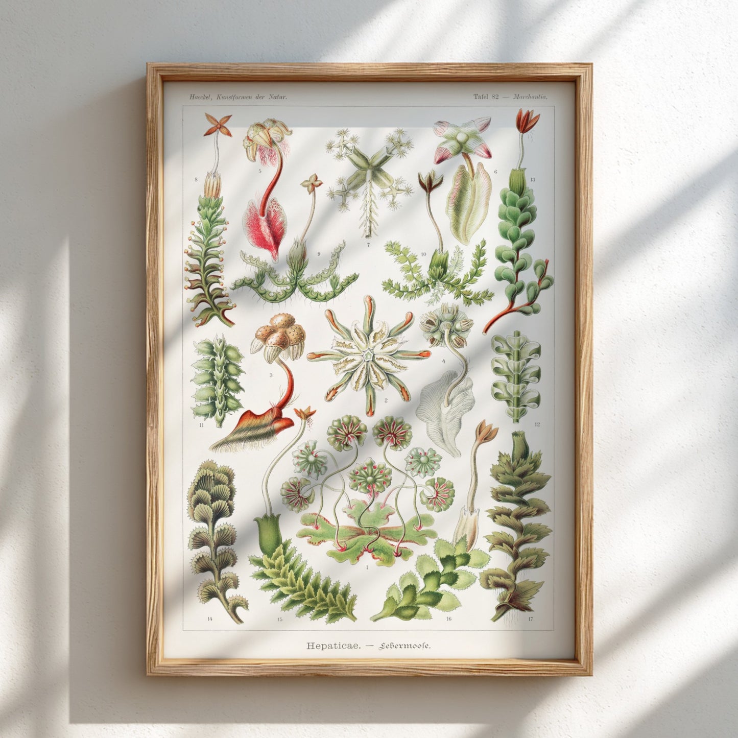 Vintage botanical art poster featuring Ernst Haeckel's detailed illustration of various liverwort species in