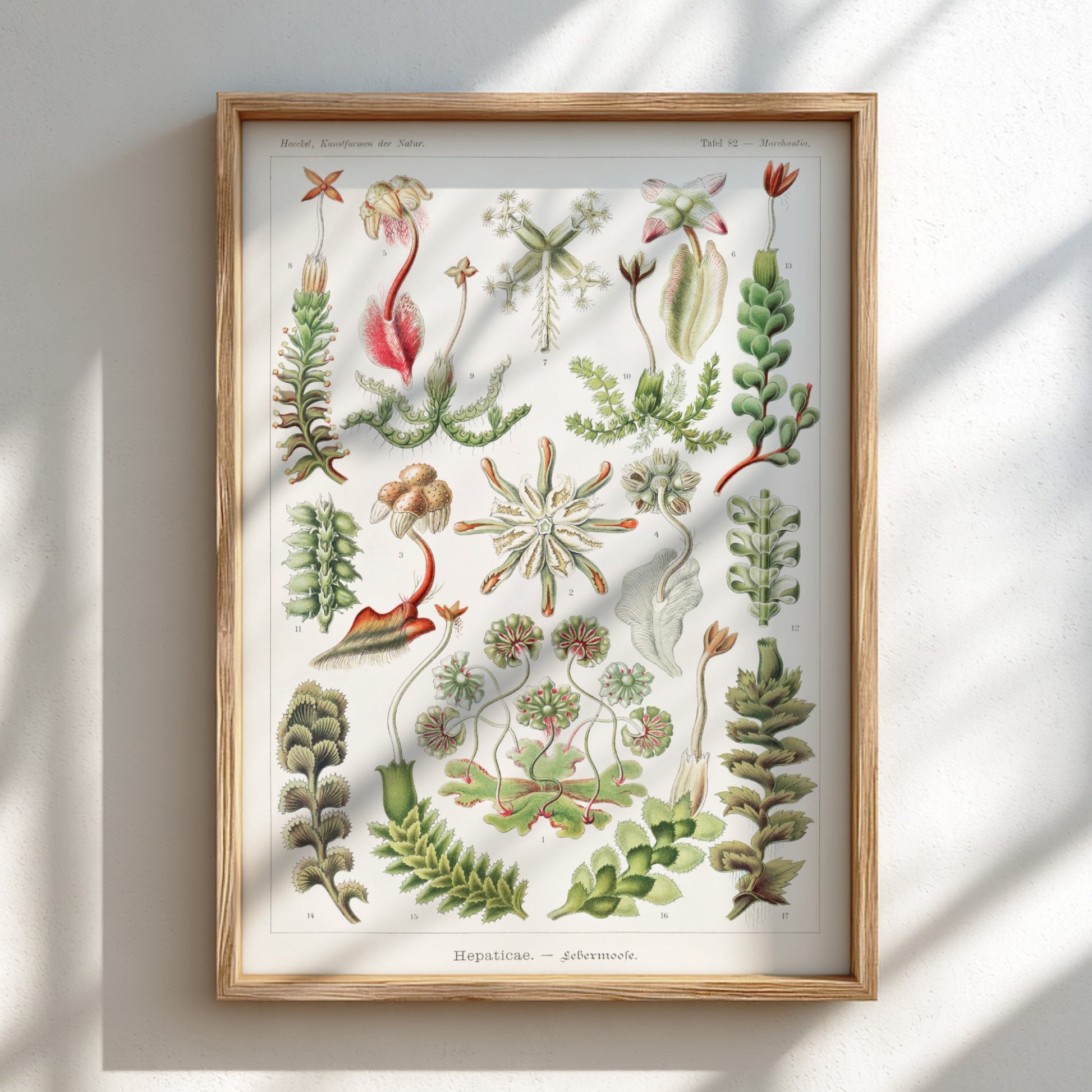 Vintage botanical art poster featuring Ernst Haeckel's detailed illustration of various liverwort species in