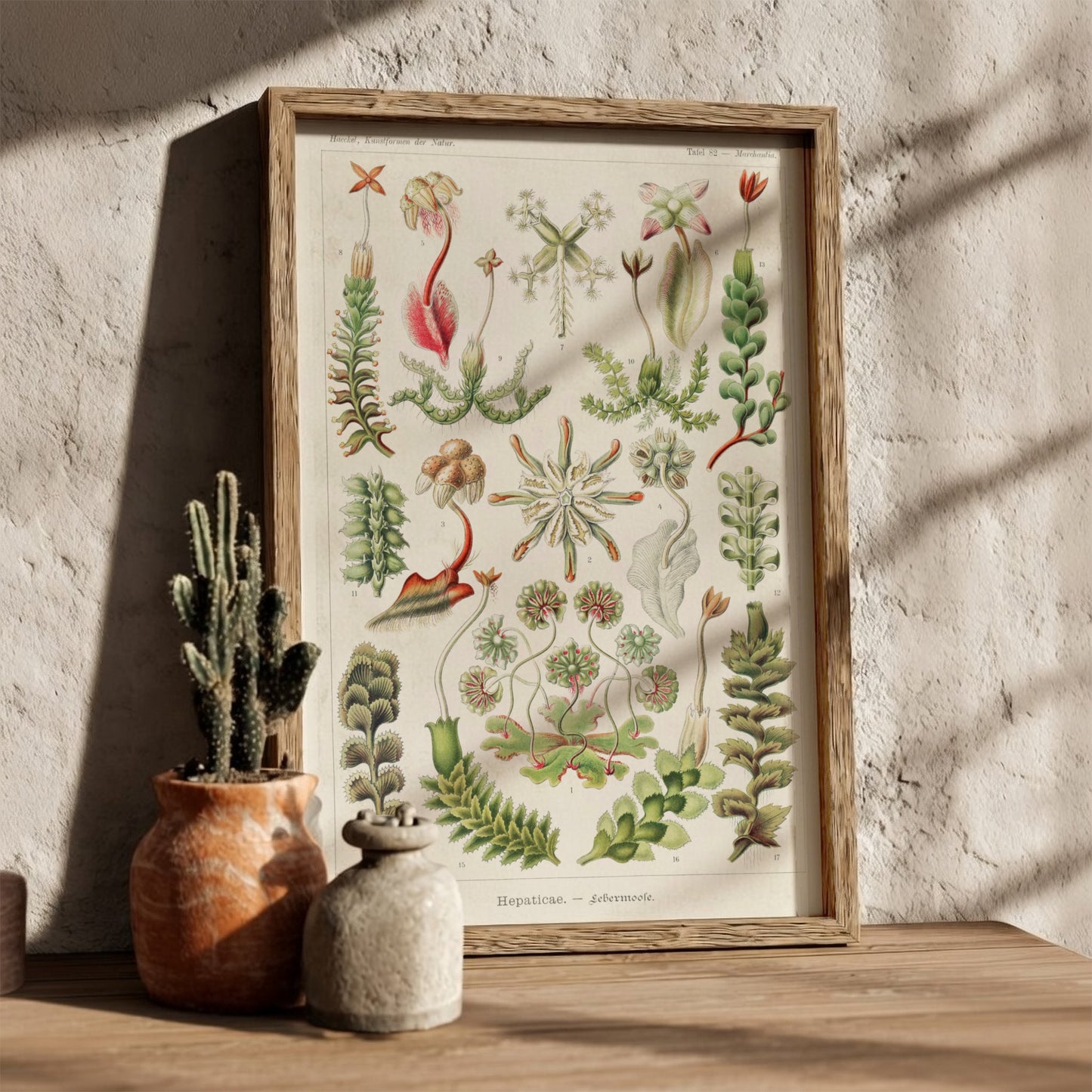 Vintage botanical art poster featuring Ernst Haeckel's detailed illustration of various liverwort species in