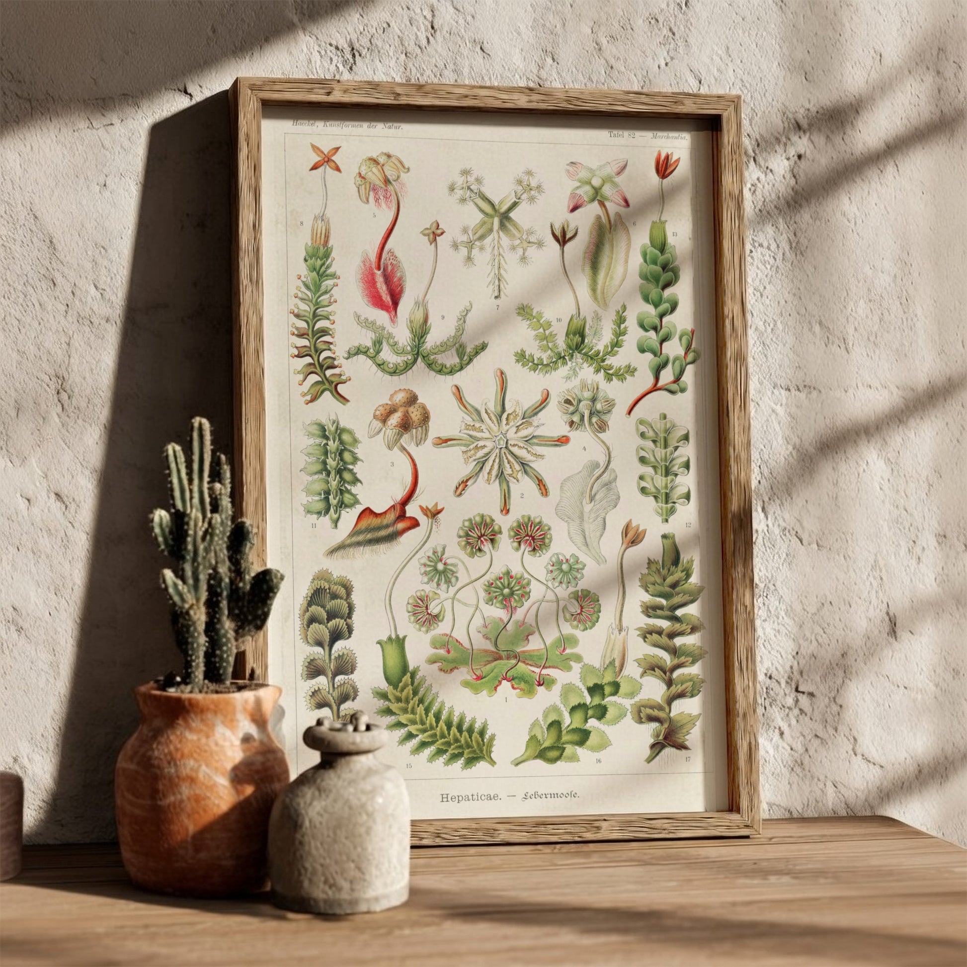 Vintage botanical art poster featuring Ernst Haeckel's detailed illustration of various liverwort species in