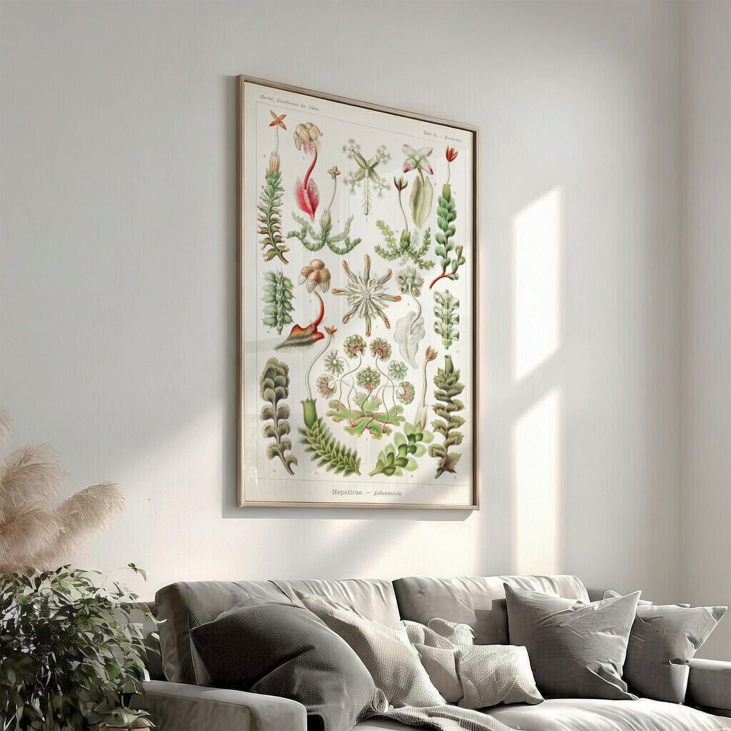 Vintage botanical art poster featuring Ernst Haeckel's detailed illustration of various liverwort species in