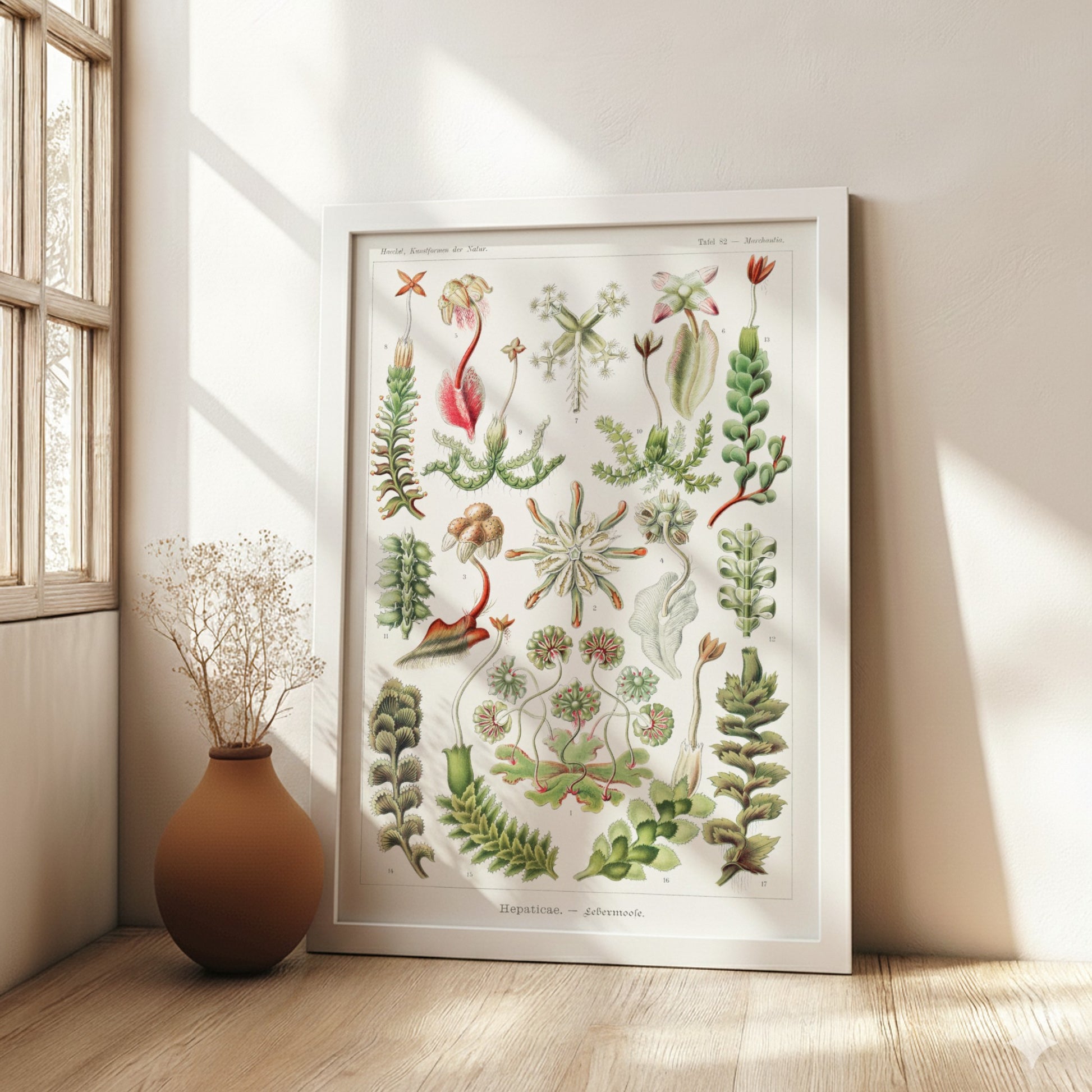 Vintage botanical art poster featuring Ernst Haeckel's detailed illustration of various liverwort species in