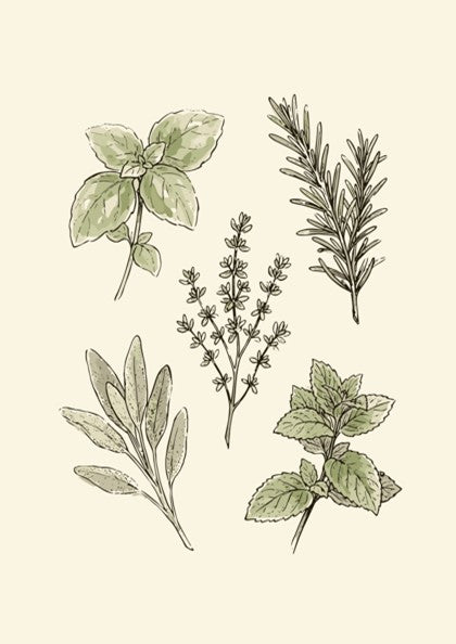 Poster featuring hand-drawn culinary herbs including basil, rosemary, thyme, sage and mint on cream.