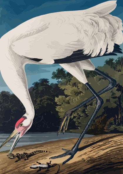 Hooping Crane art poster featuring detailed illustration of a crane in natural colors, perfect for nature