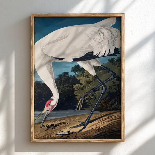 Hooping Crane art poster featuring detailed illustration of a crane in natural colors, perfect for nature