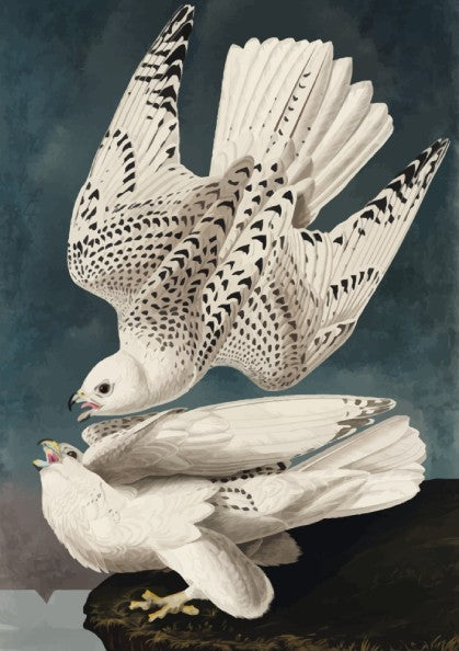 Iceland or Jer Falcon poster featuring white feathers and black markings, vintage art style for nature decor