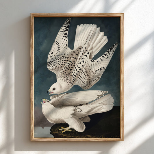 Iceland or Jer Falcon poster featuring white feathers and black markings, vintage art style for nature decor