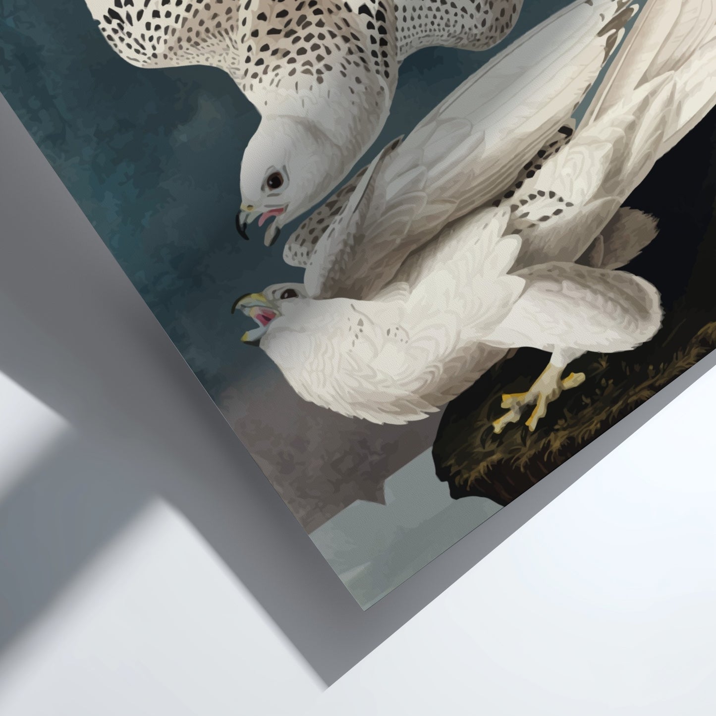 Iceland or Jer Falcon poster featuring white feathers and black markings, vintage art style for nature decor