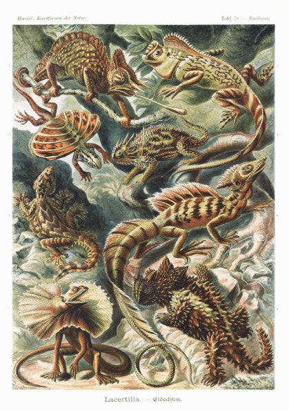 Vintage art poster featuring a detailed illustration of various lizards, known as Lacertilia, in earthy tones.