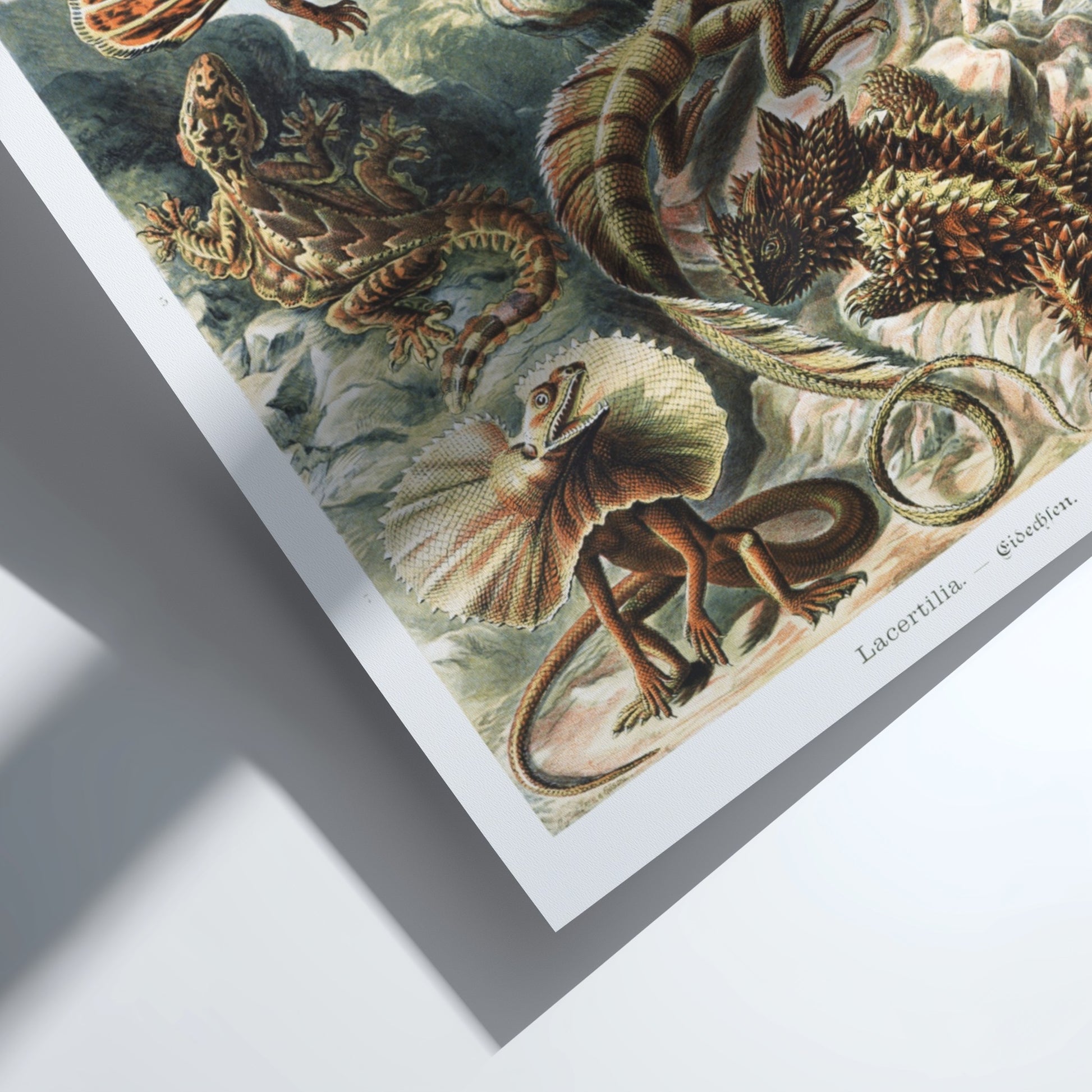 Vintage art poster featuring a detailed illustration of various lizards, known as Lacertilia, in earthy tones.