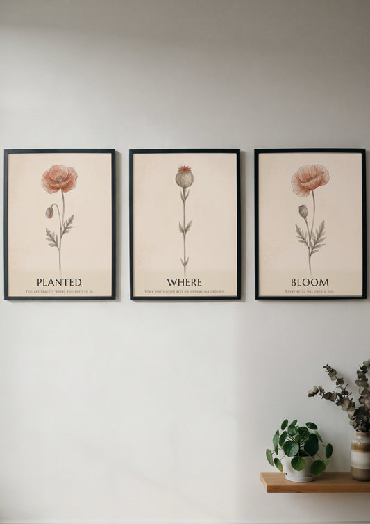 Poster triptych showing three delicate poppy flowers in a minimalist style on cream.