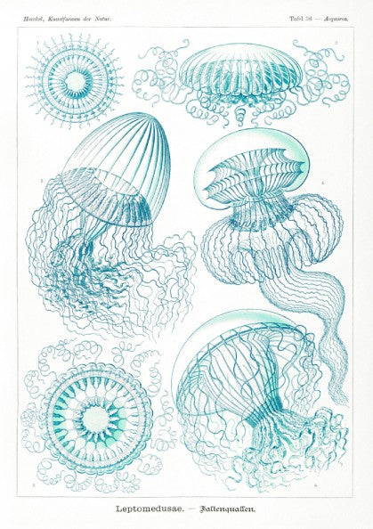 Vintage scientific illustration poster of various jellyfish in teal and white, titled 'Leptomedusae –