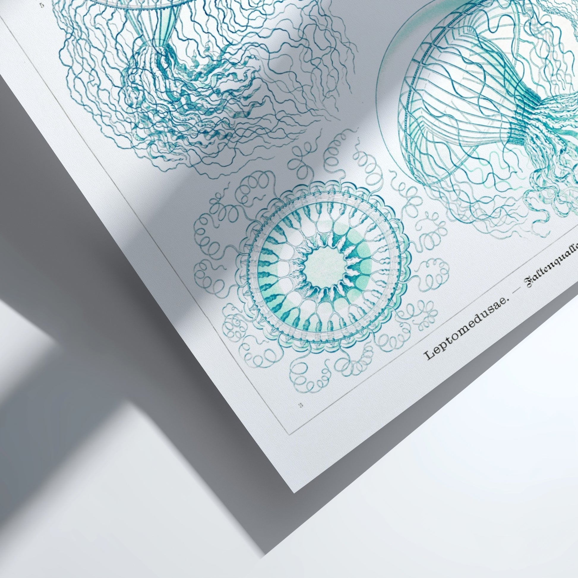 Vintage scientific illustration poster of various jellyfish in teal and white, titled 'Leptomedusae –