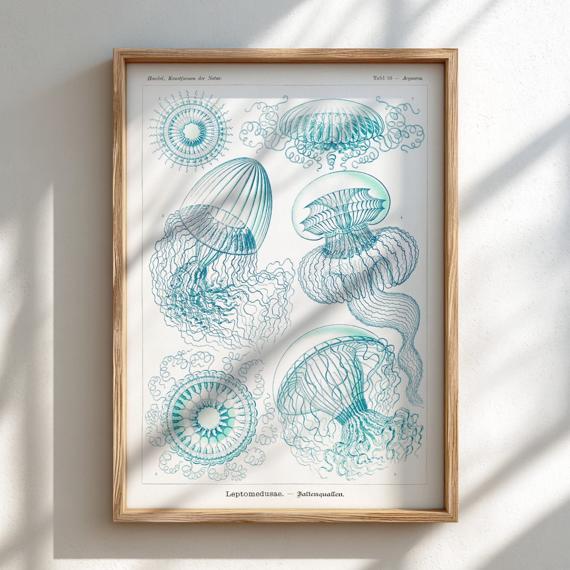Vintage scientific illustration poster of various jellyfish in teal and white, titled 'Leptomedusae –