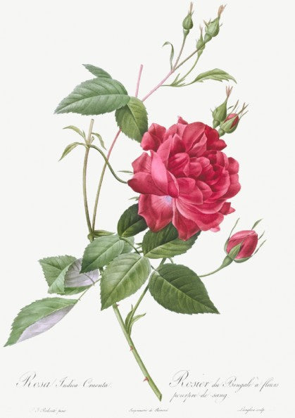 Famous art poster featuring a detailed illustration of a blood-red Bengal rose with green leaves and buds by