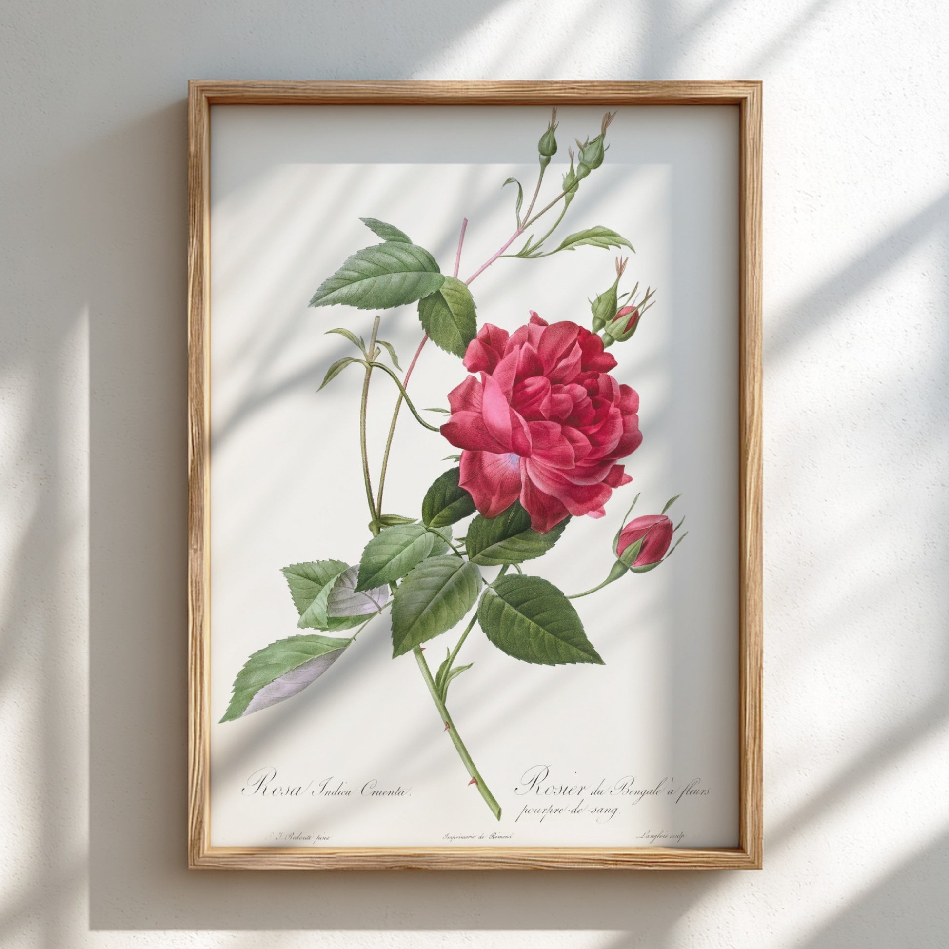 Famous art poster featuring a detailed illustration of a blood-red Bengal rose with green leaves and buds by
