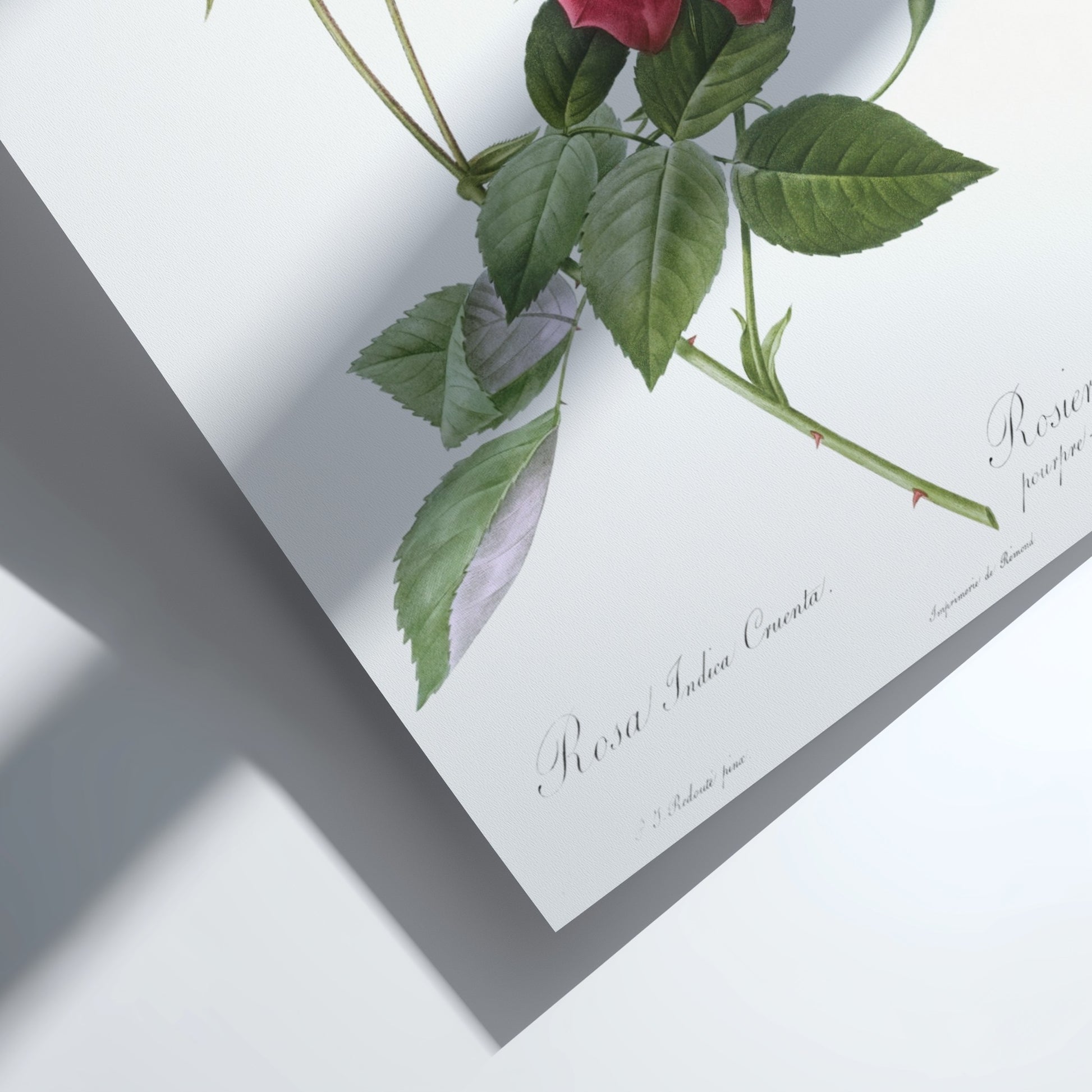Famous art poster featuring a detailed illustration of a blood-red Bengal rose with green leaves and buds by
