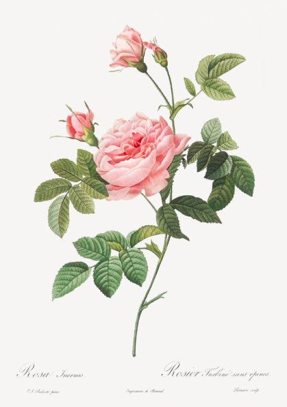 Vintage botanical art poster of a pink Boursault Rose with green leaves, in the style of Pierre-Joseph