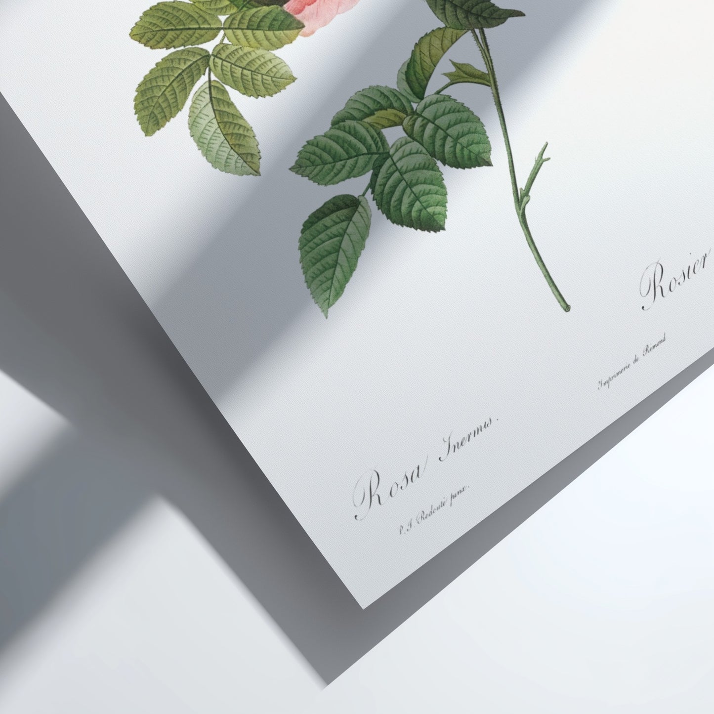 Vintage botanical art poster of a pink Boursault Rose with green leaves, in the style of Pierre-Joseph