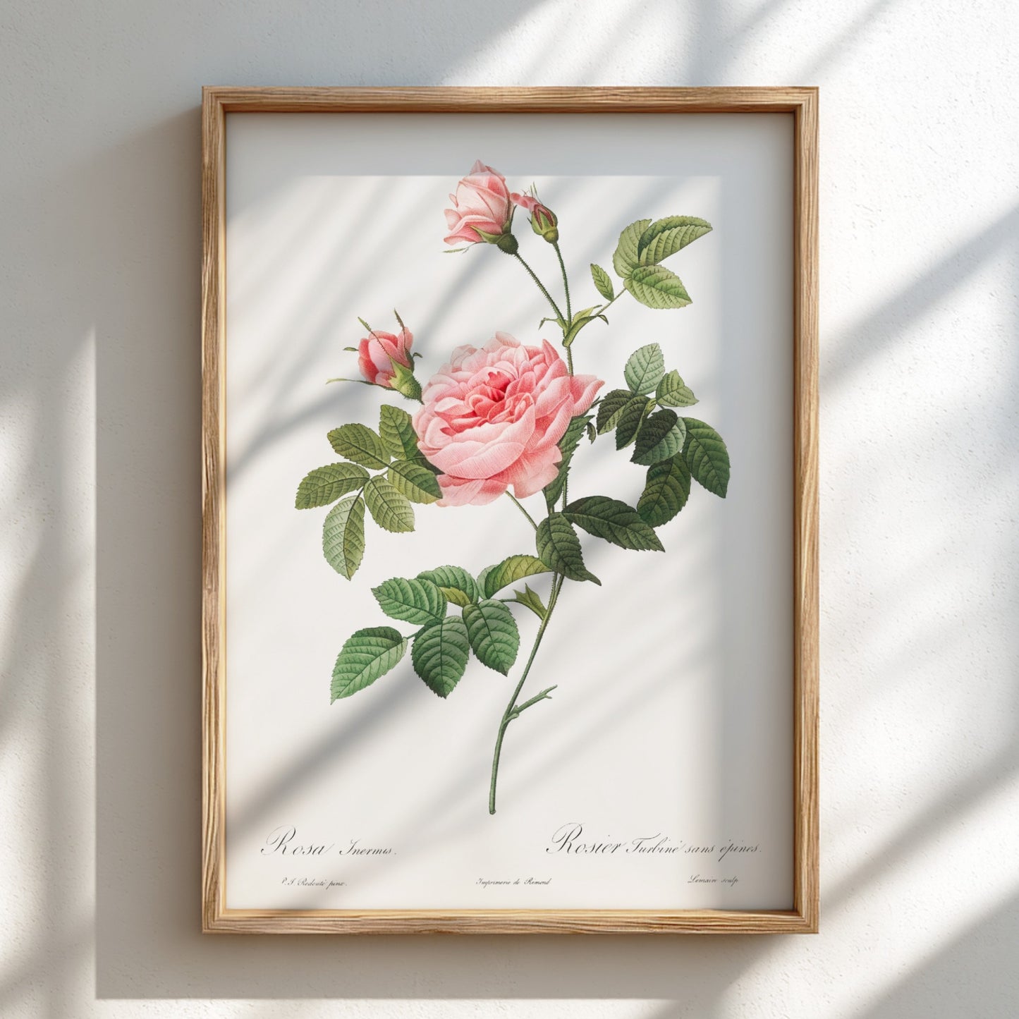 Vintage botanical art poster of a pink Boursault Rose with green leaves, in the style of Pierre-Joseph
