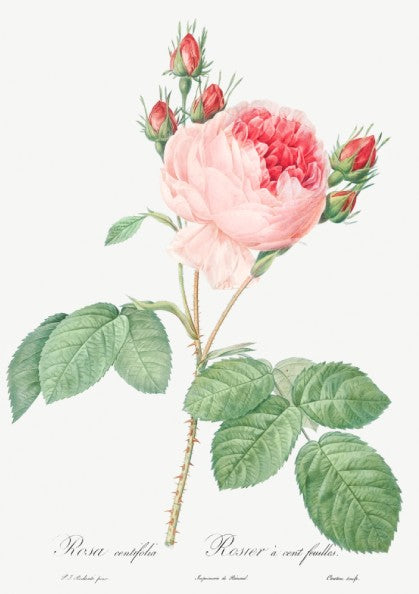Cabbage Rose art poster featuring a detailed vintage botanical illustration of a pink rose and buds.